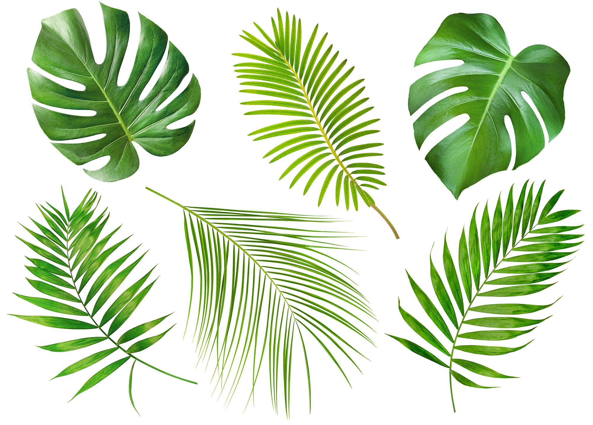 پالم Palm