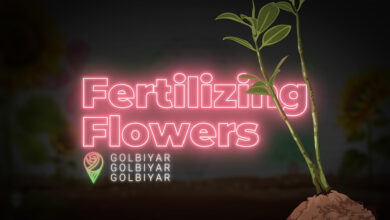 کوددهی گل ها، تغذیه مناسب برای رشد و گلدهی