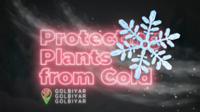 زمستان گذرانی گل محافظت از گیاهان در برابر سرما
